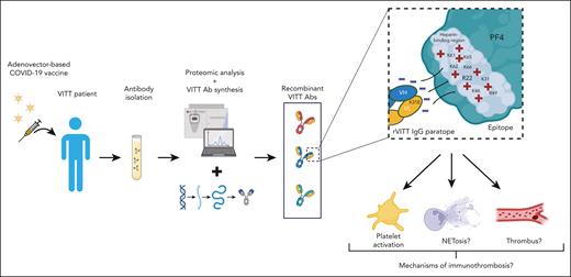 Reverse engineering of recombinant vaccine-induced thrombotic thrombocytopenia (rVITT) antibodies (Abs) and potential interaction with the heparin-binding region of platelet factor 4 (PF4) that is facilitated by an amino acid exchange (K31E mutation) in the paratope region. COVID-19, coronavirus disease 2019; E, leucine; K, lysine; R, arginine; VH, immunoglobulin heavy chain variable region; VL, immunoglobulin light chain variable region. Figure created using bioRender software.