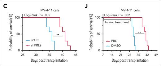 Genetic and pharmacological inhibition of PRL2 decreases leukemia burden and extends the survival of mice transplanted with human leukemia cell lines. (C) Kaplan-Meier survival curve of sublethally irradiated NSG mice transplanted with 3 × 106 MV-4-11 cells expressing shCtrl or shPRL2 (n = 7 mice per group). (J) Kaplan-Meier survival curve of NSG mice treated with DMSO or PRLi (n = 7 mice per group). DMSO, dimethyl sulfoxide; PRLi, PRL inhibitor; shCtrl, control shRNA.