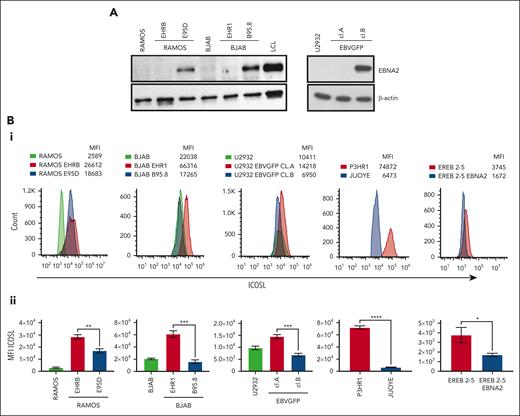 EBNA2 and ICOSL expression in B-lymphoma cell lines infected with EBV. (A) Immunoblots show EBNA2 expression in parental, B95.8, and P3HR1 virus–converted RAMOS (E95D and EHRB RAMOS, respectively) cells and BJAB, BJAB-B95.8, and BJAB-EHR1 cells. EBNA2 expression in U2932 DLBCL cell line infected with the recombinant EBVGFP viral strain is also shown. U2932 EBVGFP cl.A is negative for EBNA2, whereas U2932 EBVGFP cl.B is positive. Total cell lysates were electrophoresed, and EBNA2 expression was verified by using anti-EBNA2 (PE2) monoclonal antibodies. The housekeeping protein, β-actin, was used as loading control. Densitometry analysis of immunoblots is shown in supplemental Figure 1A. (Bi) ICOSL expression in B and P virus–converted B-lymphoma cell lines, P3HR1 and Jijoye pair, and EREB2-5–carrying inducible EBNA2. Mean fluorescent intensity (MFI) was measured by flow cytometer, CytoFLEX. One of 3 representative experiments is shown. Phycoerythrin (PE)-conjugated ICOSL antibodies were used for the experiments. (Bii) Histograms show the average ICOSL MFI of 3 experiments. The significance of ICOSL MFI between EBNA2− vs EBNA2+ cell lines was calculated using 2-tailed unpaired t test; ∗P < .05, ∗∗P < .01, ∗∗∗P < .001, ∗∗∗∗P < .0001.