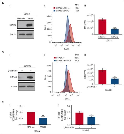 Decreased ICOSL expression in EBNA2-transfected B-cell lymphomas. (Ai) Immunoblots showing EBNA2 expression in vector or EBNA2-transfected U2932 DLBCL. β-actin was used as a protein loading control. Densitometry analysis is shown in supplemental Figure 1B. (Aii) ICOSL MFI was assessed by flow cytometry. One representative experiment of 3 experiments showing a decrease in ICOSL in EBNA2-transfected U2932 cells. (Aiii) Histograms showing the average ICOSL MFI of 3 independent experiments by flow cytometry. (Bi) Immunoblots showing EBNA2 expression in the BJABK3 cell line transfected with a β-estradiol–inducible EBNA2 vector. β-actin was used as loading control. Densitometry analysis is shown in supplemental Figure 1B. (Bii) ICOSL MFI in BJAB and BJABK3 cells was assessed by flow cytometry. The analysis was performed with the FlowJo 10.8.2 portal. One representative experiment of 3 experiments is shown. (Biii) Average ICOSL MFI of 3 experiments by flow cytometry. (Ci-ii) ICOSL mRNA as measured by RT-qPCR in EBNA2-transfected B-lymphoma cell lines. The experiments were repeated at least 3 times and in triplicates each time. Glyceraldehyde-3-phosphate dehydrogenase (GAPDH) was used as housekeeping gene to normalize the fold change of ICOSL. The fold change was calculated with the formula 2−ΔΔct. The statistical analysis was performed using a 2-tailed unpaired t test; ∗∗P < .01, ∗∗∗P < .001.