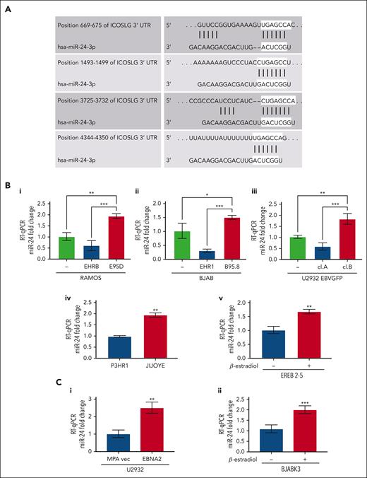 miR-24 expression increases in EBV-infected and EBNA2-transfected B-cell lymphoma cell lines. (A) TargetScanHuman 7.0 algorithm predicted 4 consequential miR-24 seed sequence pairing in the 3′ UTR of ICOSL mRNA. (B) miR-24 expression was evaluated by RT-qPCR in (Bi-ii) B- and P-converted RAMOS and BJAB cells; (Biii) EBNA2-negative U2932 EBVGFP cl.A and EBNA2-positive cl.B; (Biv) in EBNA2-negative P3HR1 and its isogenic EBNA2-positive JIJOYE cells; (Bv) in EREB2-5–containing estradiol-inducible EBNA2. Statistical significance of the differences was estimated through Dunnett multiple comparison in ordinary one-way analysis of variance (ANOVA) test. (Ci-ii) miR-24 expression in EBNA2-transfected B-lymphoma cell lines. RT-qPCR was performed to assess the fold change of miR-24 levels in (Ci) U2932 EBNA2-transfected vs vector alone cell line and (Cii) in BJABK3 in which EBNA2 was induced with β-estradiol and its corresponding parental cell line BJABK3. P values were calculated through 2-tailed unpaired t test; ∗P < .05, ∗∗P < .01, ∗∗∗P < .001. The fold change of miR-24 was calculated with the formula 2−ΔΔct, relative to the housekeeping gene RNU6 in each sample.