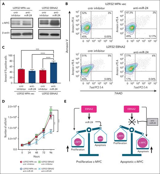 Inhibition of miR-24 increases c-MYC, induces apoptosis, and reduces cell proliferation in U2932 DLBCL. (A) Expression of c-MYC in U2932 MPA vector (left panel) and in U2932 EBNA2 (right panel). EBNA2 expression increases c-MYC in U2932, which is further increased upon inhibition of miR-24 (right panel). β-actin was used as a loading control. Densitometry of blots is shown in supplemental Figure 1C. (B) The percentage of apoptotic cells in U2932 MPA vector and EBNA2 cells transfected with control inhibitors and anti–miR-24 was performed by using PE annexin V staining with 7-amino-actinomycin (7-AAD) vital dye. The graphs represent annexin V and 7AAD density plots, showing a gradient increase of the cell distribution. Cells stained only with annexin V are in early apoptosis. (C) The histograms represent the percentage annexin V–positive cells from 3 independent experiments. Statistical analysis was performed using ordinary one-way ANOVA and Tukey multiple comparisons test. (D) Inhibition of miR-24 reduces cell proliferation. In total, 2 × 105 cells per mL were seeded and counted daily. Trypan blue exclusion assay was performed to estimate the number of cells per mL at 24, 48, 72, and 96 hours, after transfecting U2932 vector or EBNA2 transfectants with control inhibitor or anti–miR-24. Statistical significance was calculated with ordinary one-way ANOVA and Tukey multiple comparisons test. At 48 hours, ∗∗P < .01, and at 96 hours, ∗∗∗P < .001, ∗∗∗∗P < .0001. (E) Schematic representation of miR-24 increase by EBNA2 for rheostatic maintenance of proproliferative c-MYC (left) and therapeutic potential of anti–miR-24 molecules (right).