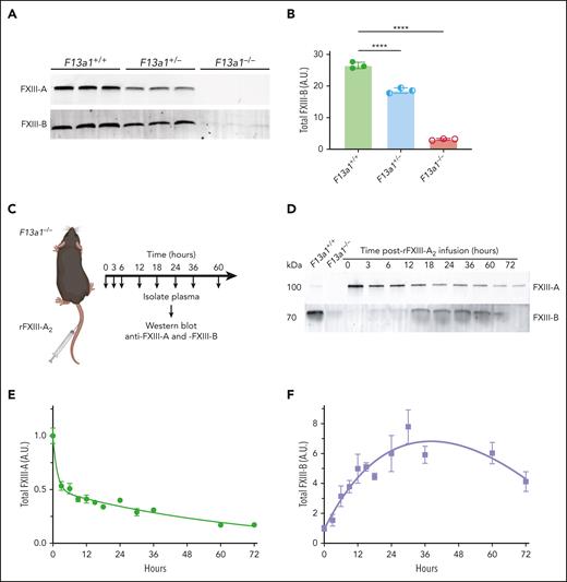 FXIII-A2 increases circulating FXIII-B in mice. (A) FXIII-A and -B in F13a1+/+, F13a1+/−, and F13a1–/– mouse plasma were visualized using immunoblotting with anti-FXIII-A and -B antibodies, respectively. Each lane shows plasma from 1 mouse. (B) FXIII-B band intensity was quantified using densitometry. Each dot represents 1 mouse, and lines show mean ± standard deviation. Groups were compared by 1-way ANOVA with Dunnett post hoc testing, ∗∗∗∗ P < .0001. (C) Schematic of in vivo rFXIII-A2 infusion model. F13a1–/– mice (aged 8-12 weeks) were infused with rFXIII-A2 (4 mg/kg) via the tail vein, and blood was collected at various times after infusion. (D) At the indicated times after infusion, plasma FXIII-A and -B antigen was visualized by immunoblotting with anti-FXIII-A and anti-FXIII-B antibodies, respectively. Representative blots are shown. (E) FXIII-A and (F) FXIII-B were quantified using densitometry and normalized to subunit levels immediately after infusion (determined from samples collected within 1 minute of infusion, indicated as the 0-hour timepoint). Dots represent means ± standard error, N = 3-18 per time point. ANOVA, analysis of variance; A.U., arbitrary units.