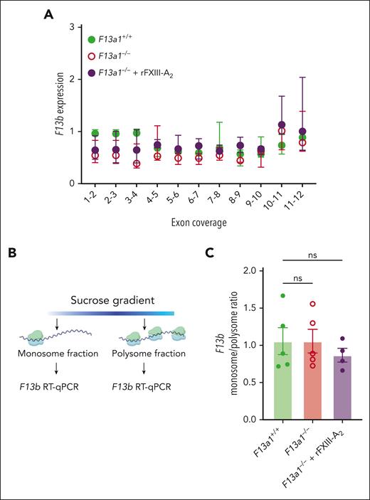 FXIII-A2 does not alter F13b transcription or translation in mouse liver. (A) RNA was isolated from F13a1+/+, F13a1–/–, and rFXIII-A2–treated F13a1–/– mouse livers and F13b transcript level was determined by RT-qPCR using primers spanning each indicated exon junction. Dots show median fold change ± IQR, N = 4-5 per group. No significant differences in transcript levels relative to F13a1+/+ mice were detected by Kruskal-Wallis test with Dunn post hoc testing. (B) Schematic of polysome profiling protocol. (C) F13b transcript abundance in the monosome and polysome fractions isolated from F13a1+/+, F13a1–/–, and rFXIII-A2–treated F13a1–/– mouse livers, represented as a monosome/polysome ratio. Dots represent individual mice, bars show mean ± standard deviation. Groups were compared with 1-way ANOVA with Dunnett post hoc testing. ANOVA, analysis of variance; RT-qPCR, reverse transcriptase-quantitative polymerase chain reaction; ns, nonsignificant.