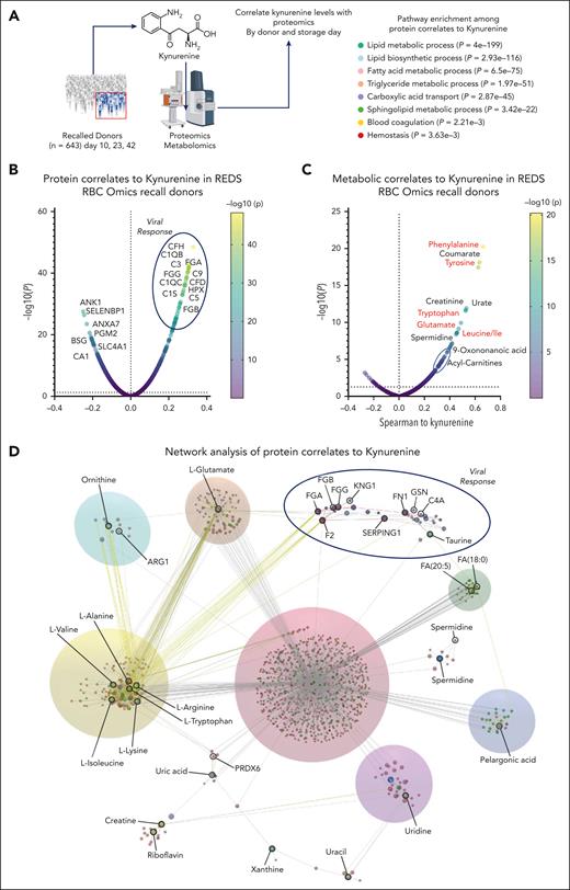 Protein and metabolite correlates to kynurenine levels in the REDS RBC Omics recalled donor cohort. (A) For the 643 recalled donor units (storage day 10, 23, and 42), proteomics and metabolomics data were generated to identify omics correlates to kynurenine levels. (B) Results indicate an enrichment between kynurenine levels and complement and fibrinogen components during a depletion in the levels of RBC structural and functional proteins. (C) At the metabolic level, increases in kynurenine were accompanied by elevation of all intracellular amino acids, especially aromatic amino acids. (D) Pathway analysis of combined metabolomics and proteomics data indicates an enrichment in components involved in viral responses, complement, and coagulation. CFD, complement factor D; CFH, complement factor H; FGA, fibrogen alpha chain; FGB, fibrinogen beta chain; FGG, fibrogen gamma chain; HPX, hemopexin.