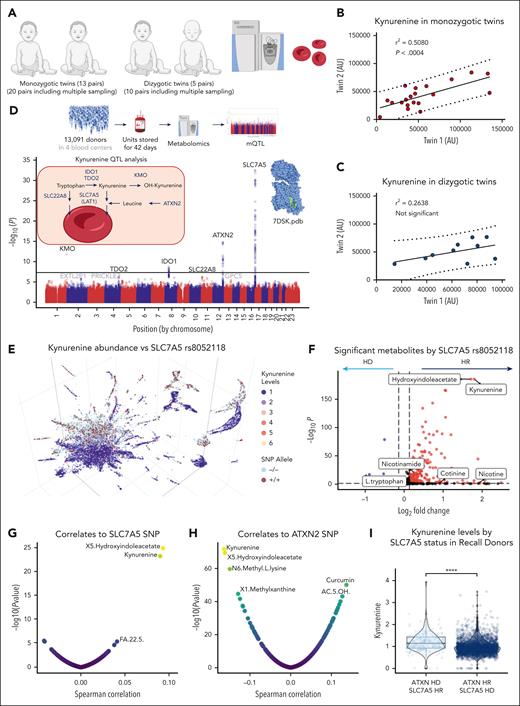 Interdonor heterogeneity in kynurenine levels is partly explained by genetic regulation. Kynurenine measurements in identical monozygotic twins vs nonidentical dizygotic twins (A) shows potential heritability of kynurenine levels, with stronger twin-twin correlations in the former than in the latter group (B-C). (D) mQTL analysis was performed to determine the genetic polymorphisms associated with interdonor heterogeneity in the end-of-storage kynurenine levels in the REDS RBC Omics index donor cohort (n = 13 091). (E) The 3D uMAP overlaps homozygous state for the dominant vs recessive SNP (SLC7A5, rs8052118, and intronic) associated with significant elevation in RBC kynurenine levels. (F) Volcano plot shows log2 fold-changes between the 2 groups. (G-H) Volcano plot of the Spearman association of metabolite levels to the dosage of the most significant SNP associated with kynurenine levels. (I) The lowest kynurenine levels were observed in donors who were homozygous dominant for SLC7A5 and recessive for ATXN2. FA, fatty acid; HD, homozygous dominant; HR, homozygous recessive; KMO, kynurenine monooxygenase; TDO, tryptophan dioxygenase.