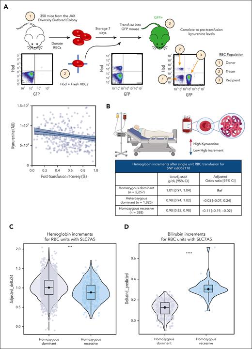 Elevated kynurenine levels and associated genetic polymorphisms result in increased extravascular hemolysis and lower hemoglobin increments in murine models of storage and PTR and in patients who receive transfusion in the clinics. Storage and PTR studies were performed in 350 mice with extreme diverse genetics (JAX Diversity Outbred mice). (A) Results show a significant (P < .001) negative association between kynurenine levels and posttransfusion recoveries in mice. (B) Leveraging a vein-to-vein database, we linked kynurenine levels and associated SNP for SLC7A5 to hemoglobin and bilirubin increments in 4470 single-unit transfusion events in patients requiring transfusion from products donated by REDS RBC Omics index donors. Results indicate significantly lower hemoglobin increments (B-C) and higher bilirubin levels (D) in patients receiving transfusion with donors carrying the SLC7A5 rs8052118 SNP in homozygosity. CI, confidence interval; GFP, green fluorescence protein; HoD, hen egg lysozyme-ovalbumin-Duffy; Ref, reference.