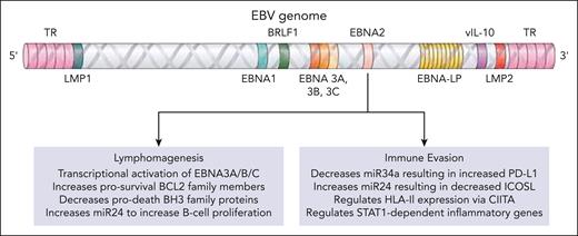 EBNA2 is known to have multiple roles that promote lymphomagenesis and enable evasion of the host immune response. BCL2, B-cell lymphoma 2; BH3, Bcl2 homology domain 3; CIITA, class II major histocompatibility complex transactivator; HLA, human leukocyte antigen; ICOSL, inducible T-cell costimulator ligand; LMP1, latent membrane protein 1; PD-L1, programmed death ligand 1; TR, terminal repeat; vIL-10, viral interleukin 10.