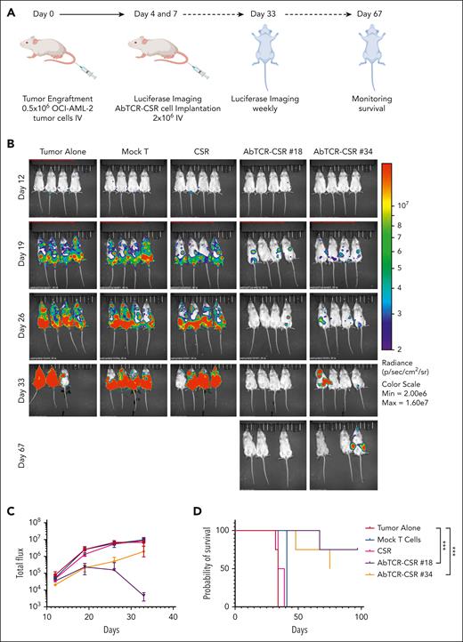 AbTCR-CSR therapeutic trial in an OCI-AML-2 human AML animal model. OCI-AML-2 cells (0.5 million) were injected IV into NSG mice. Groups were blindly assigned to treatment groups. (A) Mock T cells, CSR-only cells, or ESK2 AbTCR-CSR cells (1 million) were injected IV on day 4 and day 12 after tumor cell injection. (B) Tumor burden was assessed by BLI on the indicated days. (C) Mean tumor burden was calculated by summing the luminescent signal of each mouse, and the average signal for each group (n = 4 per group) was plotted. (D) Survival of mice from experimental groups. A comparison of the differences of clone no. 18 or no. 34 vs the 2 control groups was calculated using the Mantel-Cox test; ∗∗∗P < .001. Max, maximum; min, minimum.