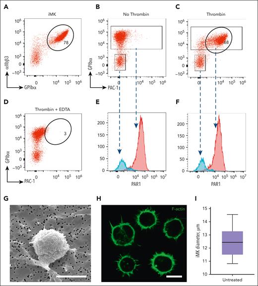 Characterization of iMKs using flow cytometry and light and electron microscopy. (A) A representative flow cytometry dot plot of unstimulated iMKs showing a high expression level of glycoprotein GPIbα. (B-C) Representative flow cytometry dot plots showing no PAC1 binding to unstimulated iMKs (B) and pronounced binding of PAC1 (expression of activated αIIbβ3) to thrombin-stimulated iMKs. (D) In the presence of 10 mM EDTA (negative control), thrombin-stimulated iMKs show no PAC1 binding. (E-F) Representative histograms derived from the flow cytometry plots B and C, respectively, showing a high level of PAR-1 expression in both unstimulated and thrombin-stimulated iMKs (red peaks) and a low level of PAR-1 in the contaminating non-iMK cells not expressing GPIbα (negative control, blue peaks). (G-H) Representative scanning electron microscopy (G) and confocal light microscopy (H) images of individual unstimulated iMKs. Scale bars, 12 μm. (I) Diameters of unstimulated iMKs assessed using the confocal microscopy images shown in H (50 cells analyzed; results are presented as the median and interquartile range (IQR) between the 25th and 75th percentiles as well as 5th and 95th percentiles).