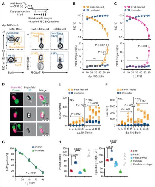 Identification and characterization of P-RBC complexes in chronologically aged RBC. (A) Mice were pulse-labeled with NHS-biotin or CFSE (IV delivery), and blood samples collected from the same mice after several intervals were analyzed by flow cytometry using the method depicted. Proportions of total RBCs (ter119+) labeled with and without biotin or CFSE were quantified and gated separately, and each population analyzed for proportions of P-RBC complexes (CD41+). Each row of panels shows the proportions of biotin-labeled and unlabeled RBC and complexes in the same mouse 22 and 52 days after NHS-biotin. (B-C) Proportions of labeled and unlabeled RBCs (top, circles) and labeled and unlabeled P-RBC complexes (bottom, squares) determined at indicated times after NHS-biotin (B) (7 mice and 2 independent experiments) or CFSE (C) (6 mice). Symbols and bars indicate means and standard error of the mean (SEM). Comparisons shown between labeled and unlabeled complexes at indicated time points using 2-way analysis of variance (ANOVA) after Tukey correction for multiple testing (ns; P > .05). (D) Photomicrographs of P-RBC complexes identified in NHS-biotin–injected mice using imaging flow cytometry analysis. Single platelets are observed physically connected to RBCs and coating of RBC with platelet material (event 45 649, inset). (E-F) Levels of annexin V and FasR, respectively, on biotin-labeled and unlabeled RBCs (circles, left panels) and biotin-labeled and unlabeled P-RBC complexes (squares, right panels) at indicated times after NHS-biotin injection. Comparisons shown between labeled and unlabeled cells or complexes using 2-way ANOVA, and between labeled cells and labeled complexes using 3-way ANOVA, after Sidak correction for multiple testing. (G) Mean proportions of platelets and P-RBC labeled with anti-GPIbβ-DyLight649 (X649 positive) in blood samples from 4 mice collected at the indicated times after X649 administration (IV), compared using 2-way ANOVA. Error bars indicate SD. (H) Levels of P-selectin and high-affinity αIIbβ3 integrin on RBCs and P-RBC complexes in blood samples from 5 mice, along with levels measured in the absence of staining antibody (FMO) and in platelets either untreated or treated with 10 μg/mL collagen, as respective negative and positive stain controls. Comparisons indicated using 1-way ANOVA. dp, days past treatment; FMO, fluorescence minus one control; hp, hours past treatment; ns, not significant P > .05; SB, speed bead calibration bead; SD, standard deviation.