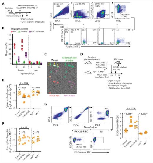 Characterization of phagocytosis of P-RBC complexes. (A) Mice were transfused with PKH26-labeled (donor) RBCs and platelet-labeling antibody (anti-GPIbβ-DyLight649, X649). Single-cell liver and spleen preparations harvested 2 or 20 hp were stained and analyzed by flow cytometry using the method depicted. Phagocytes were defined as CD45+, CD3ε–, CD19–, and NK1.1– (Lin–); CD11blo and F4/80hi and subsequently classified as those containing only donor RBCs (PKH26+, X649–), only platelets (PKH26−, X649+), or both RBCs and platelets (PKH26+, X649+). Bottom panels show proportions of the different phagocyte types in spleens from nontransfused mice and those transfused with only donor RBC or only X649 (as controls) or both RBC and X649. (B) Proportions of phagocytes in spleen and liver containing donor RBCs, platelets, or both RBCs and platelets; 5 mice and 1 experiment. (C) Fluorescence microscopy images of spleen collected 20 hp showing macrophages (F4/80-stained) containing donor-derived RBCs (PKH26-labeled, arrowheads) and both donor RBCs and X649-labeled platelets (arrows); Scale bar, 10 μm. Additional images from other mice shown in supplemental Figure 6. (D-G) Cohorts of mice were pretreated 24 hours prior with platelet-depleting (anti-GPIbα or anti-αIIbβ3) or IgG isotype (control) antibodies and along with Mpl−/− and Mpl+/+ mice, transfused with PKH26-labeled donor RBCs (D) and analyzed after 20 hours for proportions of splenic (E) and liver (F) erythrophagocytes. (G) Blood samples collected at take down were analyzed for PKH26-labeled RBC levels in bloodstream using the gating strategy depicted. Singlet RBC were identified by anti-ter119 staining. A nontransfused mouse (nil) is shown for comparison; 5 to 8 mice per group, 3 independent experiments. Symbols and horizontal bars indicate individual mice and means, respectively. Comparisons shown using ANOVA. IgG, immunoglobulin G.