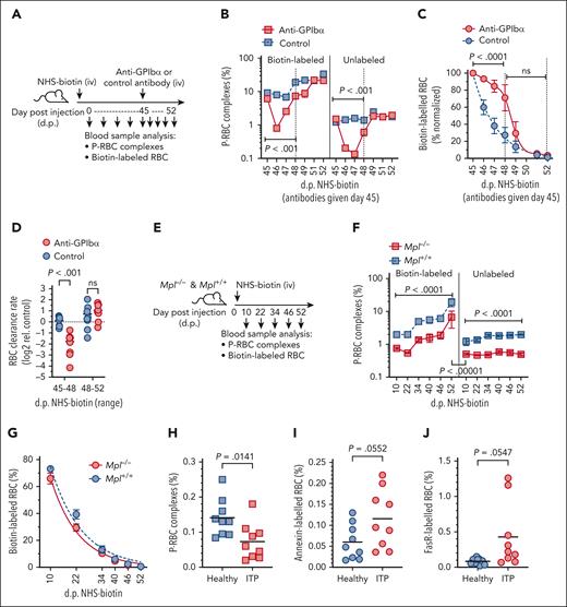 Effects of platelet depletion on senescent RBC retention in the circulation. (A-D) Cohorts of mice were pulse-labeled with NHS-biotin (IV, day 0) and then treated with platelet-depleting anti-GPIbα or nonimmune isotype (control) antibodies on day 45, at which time the mean proportions of P-RBC complexes in the labeled RBCs were significantly higher than in the unlabeled RBCs (mean ± SEM: 7.6% ± 1.2% vs 1.36% ± 0.17%; P < .0001). Blood samples were taken at indicated intervals and analyzed for percentages of biotin-labeled and unlabeled P-RBC complexes (B), biotin-labeled RBCs (normalized to day 45 levels) (C), and the relative RBC clearance rates (D). Clearance rates (determined by nonlinear regression) are shown separately for the days 45 to 48 and days 48 to 52 periods (indicated by vertical dashed lines in panel C). Comparisons shown between treatment groups using ANOVA; 8 mice per group, 2 independent experiments. (E-G) Mpl−/− and Mpl+/+ mice were pulse-labeled with NHS-biotin and blood samples taken at indicated intervals and analyzed for percentages of biotin-labeled and unlabeled P-RBC complexes (F) and biotin-labeled RBCs (G). Comparisons shown between treatment groups using ANOVA; 5 mice per group. (H-J) Proportions of P-RBC complexes (H) and annexin V–stained (I) and anti-FasR–stained (J) RBCs in blood samples collected from 9 patients with primary ITP and 9 healthy controls. Comparisons shown between groups using Student t test. Bars indicate means.