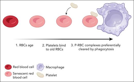 Formation of P-RBCs leads to increased clearance of senescent RBCs. As red cells become senescent, a proportion of them are bound to platelets in circulation, forming P-RBCs. These complexes are cleared in the spleen more rapidly than unbound RBCs. Created with BioRender.com.