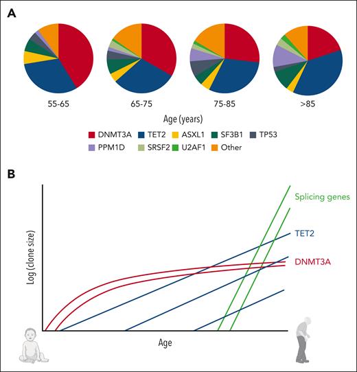 Changing prevalence spectra of CH driver genes with advancing age, and the clonal dynamics underpinning these changes. (A) DNMT3A mutations dominate the landscape of CH in younger individuals, but TET2 becomes the most prevalent driver gene in older people. Mutations in splicing factor genes and PPM1D also become more common in advanced old age. (B) Schematic illustration of gene-specific CH dynamics across the human lifespan. Typical trajectories are shown for each of 3 important CH drivers. DNMT3A-mutant clones preferentially expand early in life and display slower growth in old age; splicing gene mutations drive rapid expansion only later in life; TET2-mutant clones emerge across all ages and tend to drive moderate but stable rates of growth. Data for panel A were from Fabre et al.18