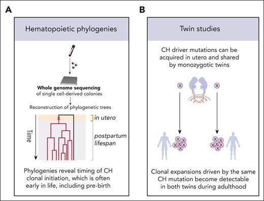 Determining the timing of CH clonal initiation. Two of the approaches used for determining the age at which CH clones emerge are construction of hematopoietic phylogenetic trees using passenger mutations as tracking barcodes (A) and studies of CH mutations in the blood DNA of monozygotic twins (B). These approaches have confirmed that mutations driving clonal growth, which become detectable in adulthood, can be acquired early in life and, in some cases, before birth.