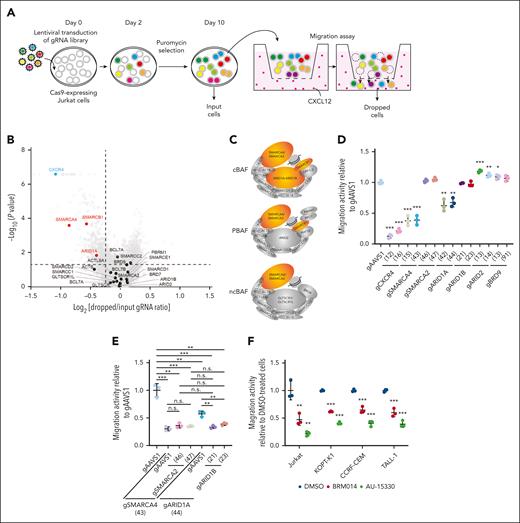 A genome-wide CRISPR-Cas9 knockout screen identified the cBAF complex as an essential factor for leukemic cell migration toward CXCL12. (A) Screening strategy to identify genes essential for leukemic cell migration toward CXCL12. (B) Volcano plot showing the gRNA ratio (dropped/input) vs P value obtained from MAGeCK analysis. Depleted and nondepleted genes coding SWI/SNF subunits are highlighted in red and black, respectively. CXCR4, highlighted in blue, is a positive control. (C) Subunits of cBAF, PBAF, and ncBAF. Subunits identified as screening hits are highlighted in orange. (D-E) Migration activity of Jurkat cells in which the indicated genes are knocked out individually (D) or in combination (E). Cells expressing gAAVS1 were used as a control. Data are shown as mean ± SD (n = 3). (F) Migration activity of BRM014- or AU-15330–treated cells. Cells were treated at 1 μM for 3 days and then used for migration assays. Data are normalized to those of DMSO-treated cells and are shown as mean ± SD (n = 3). Two-tailed Student t test was used to assess statistical significance in panels D, E, and F (∗∗∗P < .001; ∗∗P < .01; ∗P < .05; n.s., not significant). DMSO, dimethyl sulfoxide; gRNA, guide RNA; MAGeCK, model-based analysis of genome-wide CRISPR-Cas9 knockout; PBAF, polybromo-associated BAF; SD, standard deviation.