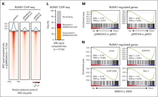 Inhibition of cBAF activity impairs accessibility at RUNX1 binding sites, RUNX1 binding to the chromatin, and inhibits the RUNX1 transcriptional program. (A-B) ATAC-seq read-density heat maps from the indicated knockout Jurkat cells and ChIP-seq read-density heat maps of RUNX1 from Jurkat cells at genomic sites that are compacted (A, 9756 sites) or retained (B, 40 931 sites) in SMARCA4/2 knockout cells compared with control cells (gAAVS1). (C) Venn diagram showing the overlap between genomic sites compacted in the indicated knockouts. (D) Pie charts showing the fractions of promoter- and enhancer-associated compacted (top) and retained (bottom) sites identified in SMARCA4/2 knockout cells. (E-F) Top 3 motifs enriched within genomic sites compacted (E) or retained (F) in SMARCA4/2 knockout cells (HOMER, hypergeometric test, ranked by P value). (G) The proportions of the compacted and retained sites containing the RUNX1 motif. (H-I) Changes in chromatin accessibility at RUNX1 (H) and CTCF (I) binding sites in the indicated knockouts. (J) The proportion of RUNX1 and CTCF peaks compacted by SMARCA4/2 knockout. (K) ChIP-seq read-density heat maps of RUNX1 in the indicated knockout and control Jurkat cells at the compacted sites. (L) The proportion in the compacted sites relative to RUNX1 binding. (M-N) GSEA on transcriptomes of SMARCA4/2 and ARID1A/B knockout Jurkat cells (M) and BRM014-treated human T-ALL cell lines (N). Cells were treated with BRM014 at 1 μM for 6 hours (N). An in-house gene set consisting of RUNX1-regulated genes (supplemental Table 4) was used in panels M and N. GSEA, gene set enrichment analysis.