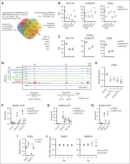 cBAF inhibition prevents RUNX1 from binding CDK6 enhancers, downregulates its expression, and affects cell-autonomous growth. (A) Venn diagram showing the overlap among Jurkat dependency genes, genes downregulated in SMARCA4/2 and ARID1A/B knockouts, genes downregulated in all 4 T-ALL cell lines treated with BRM014, and genes commonly expressed in the 4 T-ALL cell lines. The 6 genes, namely BCL11B, CCNB1IP1, CDK6, GDF11, LRP8, and SIT1, were identified. (B-C) BCL11B, CCNB1IP1, and CDK6 expression levels in BRM014-treated human T-ALL cell lines (B) and the indicated knockout Jurkat cells (C) by RNA-seq analysis. Data are shown as mean ± SD (n = 3). (D) ATAC-seq and ChIP-seq data in a 250-kb region including CDK6 enhancers. (E) CDK6 expression levels in Jurkat cells in which RUNX1 binding sites were disrupted by the CRISPR-Cas9 technology, determined by RT-qPCR. Data are shown as mean ± SD (n = 3). (F-H) ChIP-qPCR analysis of RUNX1 (F-H) and H3K27ac (G) at the CDK6 E1 and E2 in the indicated knockout Jurkat cells (F-G) and Jurkat cells treated with DMSO and BRM014 at 1 μM for 6 hours (H). Values in the control are identical with those in Figure 4F-H because the assays were performed in parallel. Data are shown as mean ± SD (n = 3-4). (I) CDK6 expression levels of DMSO- or BRM014-treated Jurkat cells with exogenous CDK6 or control cDNA expression. Data are shown as mean ± SD (n = 3). (J) Eight-day competitive coculture assay of Jurkat cells expressing exogenous CDK6 or control cDNA with control Jurkat cells under DMSO (left) or BRM014 (1μM) treatment (right). Data are shown as mean ± SD (n = 3). Two-tailed Student t test was used to assess statistical significance in panels B, C, E, F, G, H, I, and J (∗∗∗P < .001; ∗∗P < .01; ∗P < .05). cDNA, complementary DNA; DMSO, dimethyl sulfoxide; qPCR, quantitative polymerase chain reaction; RNA-seq, RNA sequencing; SD, standard deviation.