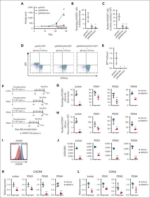 The cBAF complex is required for the growth of human T-ALL in vivo. (A) Quantification of luminescence signals of mice transplanted with luciferase-labeled Jurkat cells in which the indicated genes were knocked out. Data are shown as mean (n = 3). (B-C) Percentage (B) and number (C) of human CD45+ cells in the bone marrow of mice transplanted with the indicated knockout Jurkat cells at day 28 after transplantation. Data are shown as mean ± SD (n = 3). (D-E) Ratio of BFP+ cells to mCherry+ cells in the bone marrow of mice transplanted with a 1:1 mixture of BFP+ indicated knockout Jurkat cells and mCherry+ control Jurkat cells at day 21 after transplantation. Data are normalized to those of the AAVS1 knockout cells and are shown as mean ± SD (n = 3) in panel E. (F) Treatment schedule for the Jurkat xenograft model and PDX models. Mice were euthanized 8 hours after the last treatment and used for the subsequent analyses (data shown in panels G-L). (G-H) Percentage (G) and number (H) of human CD45+ cells in the bone marrow of vehicle- and BRM014-treated xenograft models. Data are shown as mean ± SD (n = 3-4). (I-J) Cell surface CXCR4 expression on human CD45+ cells in the bone marrow of vehicle or BRM014-treated xenograft models. Data are shown as mean ± SD (n = 3-4) in J. (K-L) Relative gene expression of CXCR4 (K) and CDK6 (L) in human CD45+ cells in the bone marrow of vehicle- and BRM014-treated xenograft models, as determined by RT-qPCR. Data are shown as mean ± SD (n = 3-4). Two-tailed Student t test was used to assess statistical significance in panels B, C, E, G, H, J, K, and L (∗∗∗P < .001; ∗∗P < .01; ∗P < .05). BFP, blue fluorescent protein; RT-qPCR, reverse transcription quantitative polymerase chain reaction; SD, standard deviation.