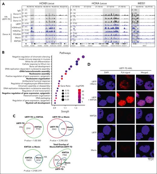 UBTF-TD/menin/KMT2A co-occupy genomic loci of genes dysregulated in UBTF-TD AML. (A) IGV tracks of HA:UBTF-TD (black), demonstrating features from 3 cbCD34+ donors transduced with UBTF-TD–expressing lentiviral vectors and maintained in culture for 40 days. CUT&RUN for UBTF, H3K4me3, H3K27ac, POLR2A, menin, and KMT2A in blue were performed in donor A. (B) GO-enrichment pathway analysis of significant targets occupied by UBTF-TD in all 3 donors (n = 226). (C) Overlap of genomic regions occupied by UBTF-TD (HA), KMT2A, and menin. Significance of overlap was calculated using hypergeometric distribution. (D) In situ PLA of endogenous UBTF/menin and UBTF/KMT2A in a UBTF-TD patient sample. Single targets (menin, KMT2A, and UBTF) are shown as controls.