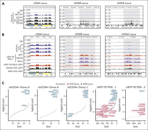 UBTF is localized to HOXA/HOXB regions in UBTF-TD AML but not in normal hematopoietic progenitors. (A) Genomic occupancy of UBTF-WT and UBTF-TD in cbCD34+ cells. UBTF occupancy was assessed via HA:CUT&RUN in cbCD34+ cells expressing HA-UBTF-WT (blue) or HA:UBTF-TD at days 10 (D10) for UBTF-WT and UBTF-TD, as well as day 32 (D32) and day 45 (D45) for UBTF-TD. (B) IGV tracks of UBTF at the rDNA, HOXB, and HOXA genomic loci of normal cbCD34+ cells from 3 biological replicates (blue), 2 different UBTF-TD PDX (colored in red), a KMT2A-r PDX (KMT2A::MLLT3, colored in black), and an MPAL PDX (black). (C) Rank ordered peak scores of UBTF peaks subset to promoters or rDNA in normal cbCD34+ cells, UBTF-TD PDX from B (UBTF-TD PDX–1), and the second UBTF-TD PDX (UBTF-TD PDX–2). Peaks at HOXA/HOXB (red) or rDNA (blue) are annotated.