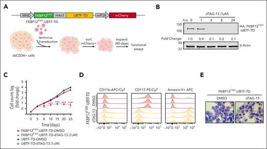 Leukemic transformation is dependent on UBTF-TD expression. (A) Schematic of FKBP12F36V-HA-UBTF-TD lentiviral construct and generation of cbCD34+ UBTF-TD degradation model. (B) Time-course degradation of FKBP12F36V-HA-UBTF-TD after treatment with dTAG-13 (1 μM) in cbCD34+ cells. Immunoblot with HA- and β-actin–specific antibodies. (C) Growth rate after dTAG-13 treatment. cbCD34+ cells expressing FKBP12F36V-HA-UBTF-TD or HA-UBTF-TD were counted over time while treated with DMSO or 1μM dTAG-13. Log of fold change was calculated from starting cell number of 200K cells. (∗∗∗ indicates P value < .001; ∗∗ indicates P value < .01, after adjustment by 2-stage step-up method (Benjamini, Krieger, and Yekutieli). (D) Immunophenotyping of cells from panel C after 10 days of treatment. (E) Wright-Giemsa staining to assess cellular morphology of cells from panels A and B after 10 days of treatment. DMSO, dimethyl sulfoxide.