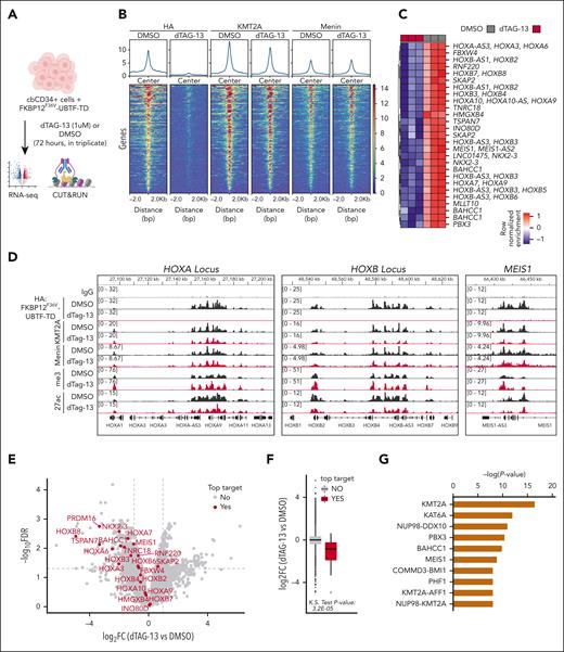 UBTF-TD genomic localization is required for gene activation. (A) Experimental design of FKBP12F36V-HA-UBTF-TD genomic occupancy experiment. (B) Tornado plots depicting the merged genomic occupancy (n = 3 replicates) at significantly depleted HA: FKBP12F36V-HA-UBTF-TD target regions (n = 266 regions, FDR < 0.5) after treatment with dTAG-13 for 3 days. Occupancy for KMT2A and menin are also shown. (C) Heatmap of the top depleted regions and their closest genes (n = 29). Heatmap colors depict row normalized enrichment. (D) Genomic tracks of merged coverage (n = 3) of HA: FKBP12F36V-HA-UBTF-TD cells treated with DMSO (black) or dTAG-13 (red) for HA, KMT2A, menin, H3K27ac (27ac), or H3K4me3 (me3). (E) Volcano plot of differentially expressed genes in FKBP12F36V-HA-UBTF-TD cells treated with DMSO or dTAG-13. Top targets (29 genes from panel C) are annotated in red. (F) mRNA levels of top target genes from panel C as compared with nontargets. (G) Upstream regulator analysis from ingenuity pathway analysis. Top targets from panel B were used for the prediction. FDR, false discovery rate; DMSO, dimethyl sulfoxide.