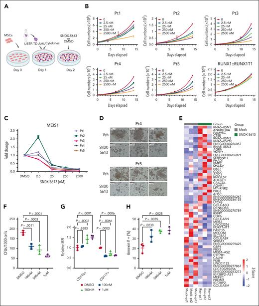 UBTF-TD leukemias are sensitive to menin inhibitors. (A) Schema for in vitro culture of primary UBTF-TD AMLs. (B) Primary tumors from 5 individual patients (Pt1-5) harboring a UBTF-TD alteration treated with menin inhibitor SNDX-5613 in vitro. Primary sample from a single patient with a RUNX1::RUNX1T1 alteration was used as a control. (C) MEIS1 mRNA steady-state levels in patient cells treated with SNDX-5613. (D) CFU capacity of UBTF-TD leukemias after exposure to SNDX-5613. Cells from Pt4 and Pt5 were treated with SNDX-5613 (250nM, SFEMII media) for 12 days and then plated in methylcellulose (#H4435, STEMCELL Technologies). (E) Heatmap depicting mRNA levels of the top 30 differentially expressed genes after 7 days of treatment with SNDX-5613. The divergent color map depicts row normalized expression. (F) CFU of UBTF-TD PDX cells plated in methylcellulose (H4435, STEMCELL) and treated with DMSO or SNDX-5613 (100nM, 500nM, 1μM). (G) Immunophenotyping of cells from panel F for stem-cell marker CD117 and CD11b. (H) Annexin V+ staining of cells from panel F. For panels F and G, statistical significances were calculated using a 1-way analysis of variance test with Dunnett’s multiple comparison adjustment using DMSO as control. CFU, colony forming unit; DMSO, dimethyl sulfoxide.