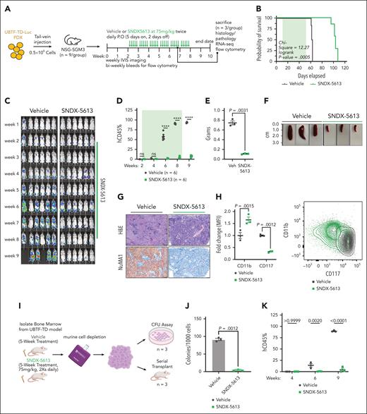 Preclinical model of UBTF-TD leukemia shows in vivo sensitivity to menin inhibitor SNDX-5613. (A) Schematic of in vivo SNDX-5613 treatment of UBTF-TD PDX. (B) Kaplan-Meier curves of UBTF-TD PDX model treated with vehicle or SNDX-5613 (n = 6 per group). Treatment period is shaded in green. (C) IVIS images of mice treated with vehicle or SNDX-5613 over time. Treatment period is shaded in green. Luminescence is row normalized to each time point. (D) Human CD45 chimerism (% of live) in the peripheral blood of mice from panel B. Treatment period is shaded in green (∗∗∗∗ indicates P value < .0001, 2-stage step-up Benjamini, Krieger, and Yekutieli test). (E) Spleen weight of mice harvested after 5 weeks of treatment with SNDX-5613 or vehicle (n = 3 per group) (2-tailed unpaired t test). (F) Spleen size of mice from panel E. (G) H&E and human NuMA1 IHC staining of spleens from panel F. (H) Flow cytometry analysis of bone marrow isolated from mice from panel D (P values are calculated with 2-tailed unpaired t test). MFI of CD11b-APC/Cy7 and CD117-PE/Cy7 (left panel) and representative flow plot (right panel) are shown (P values are calculated with 2-tailed unpaired t test). (I) Schematic of serial transplant experiment. Cells from each group in panel E were plated onto methylcellulose (#H4435, STEMCELL Technologies) (n = 3) or serially transplant into NSG-SGM3 mice (n = 3). (J) CFU capacity of cells from panel I (P value was calculated using an unpaired, 2-tailed t test). (K) Peripheral blood chimerism of mice from panel I. P values were calculated using 2-stage step-up Benjamini, Krieger, and Yekutieli test. CFU, colony-forming unit; IVIS, in vivo imaging system; H&E, hematoxylin and eosin; IHC, immunohistochemistry; MFI, mean fluorescent intensity; P.O, per os.