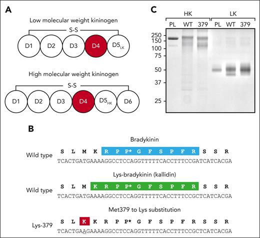 Recombinant kininogen. (A) Schematic diagrams of human LK (top) and HK (bottom) showing domain structure and the disulfide bond connecting the N- and C-termini. The bradykinin sequence is contained within the common D4 domain. (B) Sequence of bradykinin (top; light blue) and kallidin (middle; green) in wild-type (WT) kininogens. Also shown is the position of Lys at position 379 in the HK and LK variants HK-Lys379 and LK-Lys379, respectively (bottom; red). The asterisk indicates a proline residue (Pro383) that becomes oxidized during expression or purification of the recombinant kininogens (supplemental Figure 5). (C) Sodium dodecyl sulfate– polyacrylamide gel electrophoresis of purified plasma-derived and recombinant kininogens. Samples (2 μg) of plasma-derived HK or LK (PL), recombinant HK/LK-Met379 (WT), and recombinant HK/LK-Lys379 (379) underwent electrophoresis on an 8% polyacrylamide nonreducing gel, followed by staining with Coomassie blue. Positions of the molecular mass standard in kilodaltons are shown at the left of the figure.