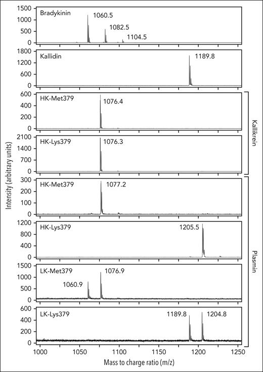 Mass spectrometry. Mass spectrometry (MALDI) analysis of kinins generated by cleavage of WT HK/LK-Met379 and variant HK/LK-Lys379 kininogens (200 nM) by PKa or plasmin. The top 2 elution profiles show results for synthetic bradykinin and kallidin control peptides. For bradykinin, the peak at m/z = 1060.5 is unmodified bradykinin. Additional peaks are likely monosodated and disodated forms of bradykinin. For kallidin, the peak at m/z = 1189.8 is unmodified kallidin. When HK-Met379 and HK-Lys379 are digested with 2 nM kallikrein, peaks with m/z = 1076 were obtained, corresponding to an oxidized form of bradykinin (supplemental Figure 5). Similarly, when HK-Met379 and LK-Met379 were incubated with 40 nM plasmin, peaks with m/z = 1077.2 and m/z = 1076.9, respectively, representing oxidized bradykinin, were obtained. The peak with m/z = 1060.9 for LK-Met379 with plasmin represents unoxidized bradykinin. Incubating HK-Lys379 or LK-Lys379 with 40 nM plasmin generated peaks with m/z = 1205.5 and m/z = 1204.8, respectively, representing oxidized Lys-bradykinin. The peak for the reaction with LK-Lys379 and plasmin with m/z = 1189.8 is nonoxidized Lys-bradykinin.