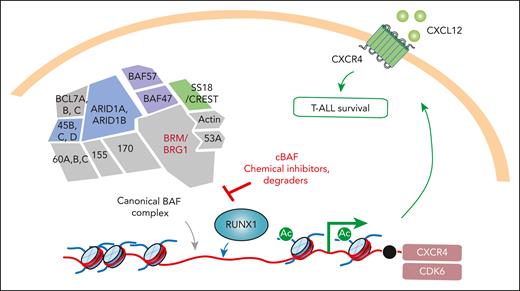 The cBAF complex is required for migration and survival of T-ALL. In a genome-wide CRISPR screen aimed at identifying regulators of migration of T-ALL cells toward CXCL12, Aoki et al discovered that the ATP-dependent chromatin remodeling cBAF complex is required for CXCR4 expression, CXCL12 migration, and T-ALL survival. cBAF regulates chromatin in T-ALL cells in a manner that allows for the transcription factor RUNX1 to access promoter and drive expression of CXCR4 and CDK6. As such, small molecule inhibitors and degraders of cBAF result in death of T-ALL cells.