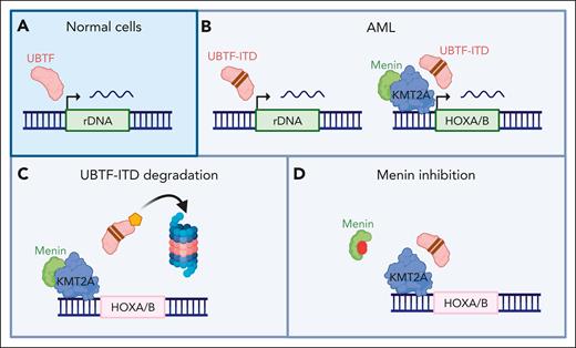 Menin inhibition in UBTF-ITD AML. (A) UBTF is recruited to ribosomal DNA (rDNA) loci in normal cells. (B) In AML with UBTF-ITD, the mutated UBTF is recruited to both rDNA loci and sites of KMT2A/menin binding, including the HOXA and HOXB cluster, resulting in aberrant expression of these genes. (C) Degradation of UBFT-ITD results in transcriptional downregulation of HOXA and HOXB cluster genes, despite maintained KMT2A and menin binding. (D) Inhibition of the menin:KMT2A interaction also results in downregulation of HOXA and HOXB cluster genes and induces differentiation in UBTF-ITD leukemia cells. Created with BioRender.com.
