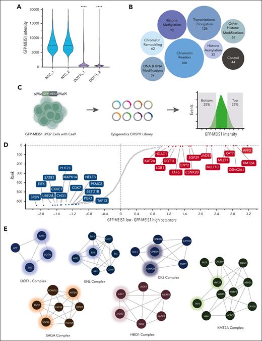 Screening for epigenetic modulators identifies novel MEIS1 regulators in AML cells. (A) eGFP intensity values from monoclonal UB3 cells upon DOT1L CRISPR knockout are plotted on the y-axis (n ≥ 5000). Biological duplicates indicate independent sgRNAs. (B) Plot illustrating categories of chromatin modulators included in the CRISPR library design; the numbers indicate different genes under the category and the size of the bubble is proportional to the gene set size. Controls refer to pan-essential genes. (C) Strategy for phenotypic pooled CRISPR screening of epigenetic regulators for MEIS1 expression in the UB3 cell line. (D) Sorted gene hits based on differential beta scores for the eGFP-MEIS1 low minus eGFP-MEIS1 high fractions. Beta scores were calculated using MAGeCKFlute and plotted against rank of the genes on y-axis. Genes marked in red are potential MEIS1 activators while those in blue are candidate repressors. (E) Annotated protein complexes comprising top candidate hits identified in the epigenetic screen as identified using STRING database analysis. Hits from the epigenetics CRISPR library screen are marked with a glowing hue.