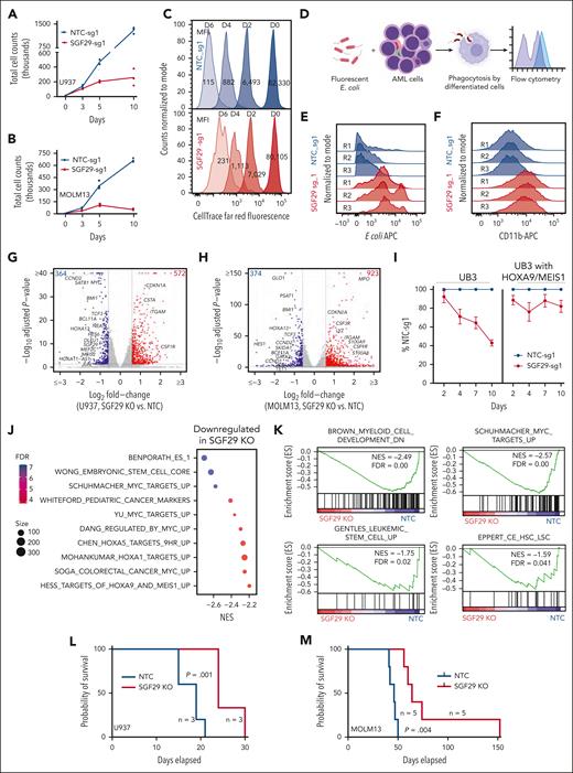 Proliferative and transcriptional effects of SGF29 loss in AML. Proliferation assays in SGF29 wild-type or CRISPR knockout AML cell lines U937 (A) or MOLM13 (B) are shown over 10 days as indicated on the x-axis (n = 3). (C) Retention of the CellTrace Far Red dye in U937 cells transduced with an SGF29 sgRNA (bottom panel) compared with NTC (top panel), measured using flow cytometry over time (representative experiment from n = 3 is shown). (D) Schematic for differentiation assessment via phagocytosis of fluorescently labeled E coli bioparticles. (E) Histograms of U937 cells transduced with an NTC (gray) or an SGF29 sgRNA (blue) showing the fluorescence intensity of phagocytosed pHrodo Red E coli bioparticles (n = 3). (F) Histograms of U937 cells transduced with an NTC (gray) or an SGF29 sgRNA (blue) showing the normalized fluorescence intensity of CD11b on the x-axis (n = 3). (G-H) Volcano plot of genes differentially changed in SGF29 deleted, compared with NTC cells in U937 (G) or MOLM13 (H) is shown with key leukemia-associated and differentiation-associated genes marked. (I) Proliferation assays of SGF29 wild-type or deficient UB3 cells with or without retroviral overexpression of HOXA9-MEIS1 are shown over a period of 10 days (n = 3). (J) Select categories of gene sets showing significantly lower enrichment in SGF29 deleted MOLM13 cells compared with wild-type counterparts using gene set enrichment analysis (GSEA) are shown in the bubble plot. Normalized enrichment score (NES) is plotted on the x-axis, and bubbles are colored by FDR-q value and sized by gene set sizes. (K) Select GSEA plots with NES and FDR-q values are shown for gene sets associated with myeloid development, MYC-targets, and LSCs. (L-M) Kaplan-Meier survival curves for NTC vs SGF29 knockout in U937 (L) and MOLM13 (M) AML cell lines injected mice are shown. Five mice per group were injected with cells expressing NTC or SGF29 sgRNA.
