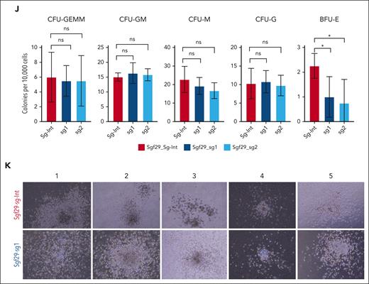 Sgf29 deletion impairs the clonogenicity of transformed but not normal hematopoietic cells. (A) Number of CFU from CALM-AF10 transformed murine cells transduced with Sgf29 intron-targeting sgRNA (Sgf29-sg-Int) or 2 independent Sgf29 exon-targeting sgRNAs (Sgf29-sg1 & 2) are shown in the bar graphs (n = 2 replicates with 2 independent sgRNAs each). CFUs per 2000 plated cells at week 1 are plotted on the y-axis, and colonies are divided into those with a blast-like or differentiated colony morphology. (B) Pictures of representative colonies with each of the labeled sgRNA-transduced cells. Scale bar, 100 μm. (C) Wright-Giemsa–stained cytospins of representative cells from each of the CRISPR perturbations are shown. Scale bar, 10 μm. CFUs, colony morphology, and Wright-Giemsa stains are also shown for MLL-AF9 (D-F) and MLL-AF10 (G-I) transformed cells. (J) Number of CFUs per 10 000 LSK-sorted murine HSPCs expressing Cas9 and Sgf29-Intron (gray) or Sgf29-targeting (blue) sgRNAs, 10 days after seeding in methylcellulose media are shown. The y-axis shows the numbers of different types of colonies from cells expressing the indicated sgRNA and are categorized by their morphology as CFU-G (colony-forming unit-granulocyte), CFU-M (colony-forming unit-macrophage), CFU-GM (colony-forming unit-granulocyte monocyte) and CFU-Blast (blast-like colonies). (K) Representative images from each experimental condition (n = 4). Representative colonies are shown in bright field at 10× original magnification.