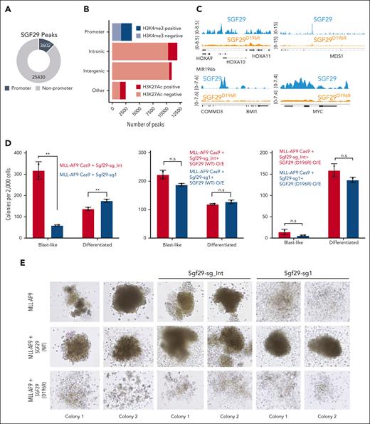 Evaluation of the activity of the SGF29 Tudor domain in AML cells. (A) Fraction of SGF29 chromatin immunoprecipitation (ChIP)-seq peaks in the promoter (black) and nonpromoter (gray) regions in U937 cells are shown in the donut plot. The number of peaks is indicated. (B) Association of SGF29 ChIP-seq peaks in promoter regions with H3K4me3 marked regions, and intergenic, intronic, and other peaks with regions marked by H3K27ac in U937 cells are shown in the bar graph as marked. The x-axis shows the number of peaks. (C) Genome tracks on the integrative genomics viewer (IGV) depicting normalized reads (y-axis) for wild-type (blue) or mutant SGF29D196R (orange) at the genomic loci of the HOXA/MEIS1, MYC, and BMI1 genes. (D) Number of CFU from MLL-AF9–transformed murine cells transduced with Sgf29 intron-targeting sgRNA (Sgf29-sg_Int) or Sgf29 exon-targeting sgRNA (Sgf29-sg1) (left panel) and the same group with wild-type SGF29 overexpression (middle panel) or SGF29 D196R mutant overexpression (right panel) are shown in the bar graphs. CFUs per 2000 plated cells at week 1 are plotted on the y-axis, and colonies are divided into those with a blast-like or differentiated colony morphology. (E) Representative images of CFUs in MLL-AF9 murine leukemias expressing: no construct (MLL-AF9, upper panel), SGF29 wild-type construct (middle panel), or SGF29D196R mutant (SGF29 mut, lower panel) and either of the indicated sgRNAs: none, Sgf29-sg_Int, or Sgf29-sg1. Representative colonies are shown in bright field at 10× original magnification.