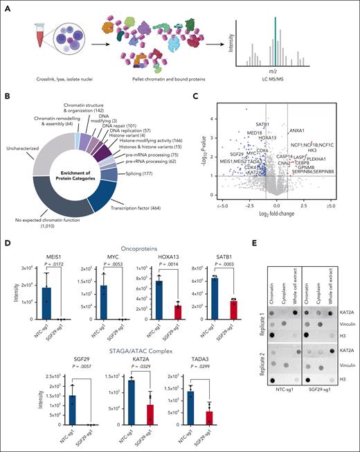 Changes in chromatin-enriched proteins upon SGF29 deletion. (A) Schematic for the ChEP sample preparation, as previously described.32 (B) A donut plot showing the functional protein categories identified in the chromatin-enriched proteome fractions. Proteins were annotated using the categories outlined in Datlinger et al.32 The number of proteins per category is shown in parentheses. (C) Volcano plot depicting −log(10) of the adjusted P value on the y-axis and log(2) of fold change (LogFC) of all proteins in the chromatin fractions for both SGF29 knockout vs NTC. Differentially abundant proteins are marked in blue for depletion and red for enrichment (absolute FC >2, adjusted P value < .05); n = 3 for every experimental condition. (D) Bar graphs depicting intensity values for ChEP-enriched key AML-associated oncoproteins (top panel) or STAGA complex members (bottom panel) in SGF29 knockout vs NTC cells (n = 3) are shown. (E) Dot blot representing 2 independent replicates for KAT2A expression in ChEP-enriched, cytoplasmic , and whole-cell fractions for NTC (left) and SGF29 knockout (right) U937 cells. Vinculin and histone H3 were included as cytoplasmic and chromatin protein controls, respectively.