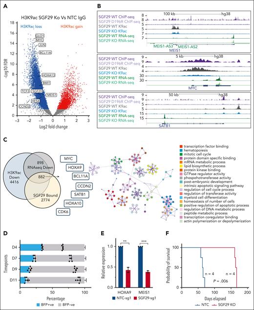 Effect of SGF29 deletion on H3K9 acetylation and antileukemia activity in human AML cells. (A) Volcano plot indicating changes in H3K9 acetylation peaks in U937 cells upon SGF29 deletion. Dots represent loci with significantly decreased (blue), increased (red), or unchanged (gray) acetylation peaks. Key SGF29-dependent AML oncogenes are labeled and (B) IGV tracks are shown for a subset of loci for SGF29 and SGF29 D196R mutant binding, H3K9ac and normalized RNA-seq transcript reads in the SGF29 wild-type and knockout (KO) conditions. (C) Venn diagram showing the overlap between SGF29 bound genes (yellow), genes downregulated upon SGF29 KO in RNA-seq (gray), and those that also lost promoter-associated H3K9ac (blue) are shown, and key AML oncogenes in the overlap are listed in the left panel. Right panel shows Metascape enrichment of gene ontology categories of the 882 genes common to all 3 sets. (D) Percentages of PDX AML-393 cells (x-axis) expressing an SGF29-targeting sgRNA (blue, BFP+) compared with untransduced cells (BFP−) over time in vitro. Progressive change in the percentage of BFP+ cells is shown at indicated time points on the y-axis. (E) Relative expression, as measured by quantitative real-time-PCR, of HOXA9 and MEIS1 in SGF29-deleted PDX AML-393 cells (y-axis) normalized to the NTC control is shown (n = 3). P values: ∗∗P < .05, ∗∗∗P < .01. (F) Kaplan-Meier survival curves for mice injected with NTC-sgRNA1 (black) or SGF29-sgRNA1 (blue) expressing PDX AML-393 (MLL-AF10 positive). Four mice were injected per group.