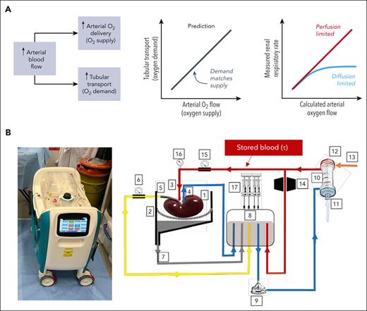 Experimental design for testing oxygen delivery to perfused kidneys. (A) Higher arterial blood flow increases oxygen delivery to the kidney (O2 supply). This also increases glomerular filtration and hence tubular reabsorption (O2 demand). In a perfusion-limited scenario, O2 supply and demand should be matched and a linear relationship is expected between arterial oxygen flow and renal respiration. Otherwise, if oxygen exchange from blood to the kidney was diffusion-limited, then the relationship between arterial oxygen flow and renal respiration is expected to tail off. Thus, it is possible to test for diffusion-limited oxygen exchange by relating measurements of renal respiration with arterial oxygen flow. (B) Image of machine for normothermic kidney perfusion and schematic diagram of the circuit in the kidney perfusion machine: 1, kidney; 2, organ containing with perforated kidney sling; 3, arterial cannula at kidney inlet; 4, venous cannula at kidney outlet; 5, ureter outlet duct; 6, urine flow meter; 7, duct for recirculation of fluids leaked by the kidney; 8, soft-shell reservoir; 9, centrifugal perfusion pump; 10, oxygenator and heat exchanger; 11, heat exchanger water inlet; 12, heat exchanger water outlet; 13, oxygenator has inlet; 14, in-line blood gas analysis sensor; 15, arterial flow meter; 16, arterial pressure sensor; and 17, infusion or syringe pump.