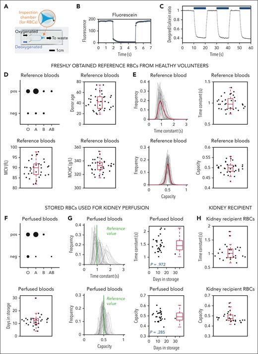 Single-cell oxygen saturation imaging characterizes RBC O2-handling kinetics. (A) Microfluidic chamber for producing rapid solution exchange in imaged RBCs under superfusion. (B) Rapid exchange is achieved in the millisecond scale (frame acquisition: 51 ms). (C) Experiment on freshly drawn venous blood showing time course of oxygen unloading from imaged RBCs, quantified in terms of time constant (τ) and capacity (κ). (D) Reference blood freshly drawn from veins of healthy volunteers. Distribution by blood group, donor age, mean corpuscular volume (MCV), and mean corpuscular Hb concentration (MCHC). On each box, the central mark indicates the median; bottom and top edges indicate the 25th over 75th percentiles; the whiskers extend to the most extreme data points not considered outliers. (E) Analysis of reference blood. (Top) Time constant frequency distribution (red curve shows mean) and summary statistics; (bottom) capacity frequency distribution and summary statistics. (F) Stored blood used for perfusions. Distribution by blood group and distribution of storage time (days). (G) Analysis of stored blood. (Top) Time constant frequency distribution (green line shows reference blood mean) and summary statistics; (bottom) capacity frequency distribution and statistics. (H) Analysis of venous blood obtained from recipient of the kidney. (Top) Time constant statistics; (bottom) capacity statistics.