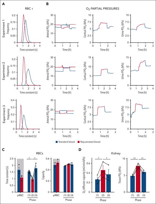Evaluating the effect of biochemical rejuvenation on the ex vivo perfused kidney. Data shown for 3 independent experiments. (A) Single-cell oxygen saturation imaging of RBCs that had been biochemically rejuvenated or sham treated. Rejuvenation robustly restores the unloading time constant of long-stored RBCs toward reference values. (B) Matched time courses of partial pressures of O2 (PO2) in arterial blood, kidney cortex, and urine during the 3 experimental phases: perfusion with standard (sham-treated) blood, rejuvenated blood, and back to standard blood. Significant improvements are observed in cortical and urine PO2 during perfusion with rejuvenated red cells. (C) Oxygen-unloading kinetics (top) and its carrying capacity (bottom) measured in samples taken during the 3 phases of the experiment, in comparison to packed blood prior to perfusion. Significant effect of rejuvenation on kinetics during phase 2 (paired t test). (D) Oxygen diffusion capacity is significantly enhanced by rejuvenation, as is cortical oxygenation (paired t test).