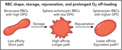 During storage, RBCs undergo changes known as storage lesions that include shape change and the loss of DPG. Several hours of warm rejuvenation with PIPA solution will increase RBC DPG and partially restore morphology but with significant loss of membrane. The data from Dumbill et al suggest that the lower hemoglobin affinity is more important than the shape change with its longer path for individual oxygen molecules out of the RBC. Professional illustration by Patrick Lane, ScEYEnce Studios.