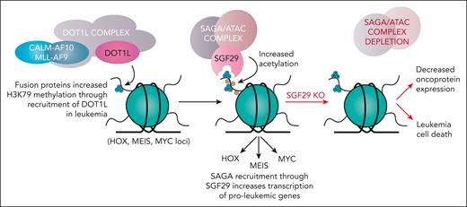 SGF29 is required for the survival of MEIS1/HOXA upregulated leukemias. CALM- and MLL-rearranged leukemias bind the H3K79 methyltransferase DOT1L and its partner proteins to increase H3K79 methylation across different target gene loci. SGF29 recognizes H3K4 trimethylation, a mark most enriched at gene promoters, through its Tudor domains and recruits the SAGA and ATAC complexes to increase histone H3 lysine acetylation onto target gene loci. This causes increase in downstream gene expression of pro-leukemic genes (including MEIS1). Knockout (KO) of SGF29 prevents SAGA/ATAC complex accumulation at target loci and the subsequent reduction in leukemogenic gene expression results in death of leukemia cells.