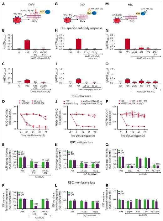 HOD-specific antibodies can cause AMIS by inducing RBC antigen loss rather than RBC clearance. (A,G,M) Schematic representation of HOD-RBC with antibodies specific for each antigen portion. C57BL/6 mice were transfused with 108 PKH26+HOD-RBCs. Twenty-four hours later, mice were injected with antibodies specific for (A-F) Duffy, (G-L) OVA, and (M-R) HEL portions of the HOD antigen. The quantity of each antibody evaluated was 5 μg of anti-Duffy antibody CBC-512 wild-type or its deglycosylated variant (deCBC-512); 25 and 50 μg of a mouse pIgG specific to OVA; 5 μg of the HEL-specific mouse pIgG; and monoclonal antibodies 4B7, 2F4, or a blend of 4B7 and 2F4 recognizing non–crossblocking epitopes (4B7 + 2F4) (2.5 μg each). Mice injected with PBS were used as an alloimmunization controls. The HEL-specific (B,H,N) IgM and (C,I,O) IgG response on day 7 were evaluated by enzyme-linked immunosorbent essay. Data are presented as the mean ± standard error of the mean (SEM) of the optical density at 405 nm (OD 405nm). (D,J,P) The percentage of PKH26+HOD-RBCs in circulation 2 hours before (time = −2) and after antibody injection, as indicated. Transfused mice injected with 5 μg of anti-Duffy monoclonal antibody MIMA29 were used as a positive controls for RBC clearance. The MFI signal of the Duffy (E), OVA (K), and HEL (Q) epitope from the recovered cells from recipient mice injected with antibodies specific against each antigen (or PBS) was determined by ex vivo incubation of the cells with additional anti-Duffy CBC-512, pIgG anti–OVA, or pIgG anti–HEL respectively, followed by fluorescein isothiocyanate–labeled anti–mouse IgG. The remaining level of Duffy, OVA, and HEL epitopes at 2 and 24 hours after antibody injection was expressed as a percentage of the initial MFI before antibody injection. The dotted line indicates the MFI of the fluorescein isothiocyanate signal of cells incubated only with the secondary antibody, expressed as percentage of the initial MFI. RBC membrane loss induced by (F) anti-Duffy, (L) anti-OVA, and (R) anti-HEL antibodies was measured as the MFI of the PKH26 signal from cells recovered at each time point and expressed as the percentage initial MFI. Data in all panels represent the mean ± SEM of 3 independent experiments with the total number of mice per group as (B-F) PBS: (n = 9), CBC-512: (n = 7), deCBS-512: (n = 9), and nil; (n = 6); (H-L) PBS: (n = 8), pIgG anti–OVA 25 μg, (n = 10), 50 μg, (n = 10), and nil: (n = 8); and (N-R) PBS: (n = 14), pIgG anti–HEL: (n = 14), 4B7: (n = 10), 2F4: (n = 8), 4B7 + 2F4: (n = 8), and nil: (n = 10). Statistical significance compared with that of the positive control for alloimmunization (PBS) was determined using Kruskal-Wallis test with Dunn post hoc test in graphs of panels B,C,H,I,N,O. Data represented in graphs of panels E,F,K,L by two-way analysis of variance (ANOVA) and panels Q,R by mixed-effects analysis with Dunnett multiple comparisons test for all of them. ∗ and & indicate significant differences to the control group (PBS) at 2 hours and 24 hours, respectively. (∗P = .05; ∗∗P = .01; ∗∗∗P = .001; ∗∗∗∗P = .0001 and &P = .05; &&P = .01; &&&P = .001; &&&&P = .0001). Panels A,G,M were created with BioRender.com.