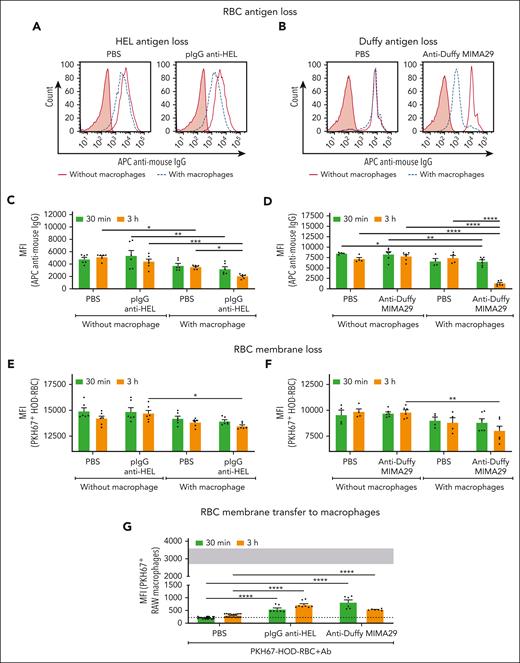 AMIS-inducing antibodies promote RBC antigen loss, RBC membrane loss, and RBC membrane transfer to macrophages in vitro. HOD-RBCs fluorescently labeled with PKH67 (PKH67+HOD-RBC) and sensitized with anti-HEL pIgG or anti-Duffy MIMA29 IgG2a were incubated with or without RAW macrophages for 30 minutes or 3 hours at 37°C as indicated. Nonsensitized PKH67+HOD-RBCs (PBS) were used as negative controls. RBCs were recovered after incubation, and the residual external RBCs were lysed. The RBCs recovered from each condition were resensitized with additional pIgG anti–HEL or anti-Duffy MIMA29, followed by APC-labeled anti–mouse IgG and further analyzed by flow cytometry. Representative histograms of (A) HEL antigen and (B) Duffy antigen detected on the recovered RBCs after 3 hours of incubation with (dashed blue lines) or without (solid red line) macrophages. The filled red histogram represents the fluorescent RBC gate (ie, PKH67+HOD-RBC) incubated only with the secondary antibody. (C-D) Cumulative data depicting the median fluorescence intensity (MFI) of detectable (C) HEL antigen and (D) Duffy antigen on HOD-RBCs after incubation in the presence vs absence of macrophages. (E-F) MFI of the PKH67 signal of the PKH67+HOD-RBCs recovered as indicated. (G) Macrophages incubated with nonsensitized and sensitized RBCs were analyzed by flow cytometry, and the MFI of PKH67 from RBCs in the macrophage gate was determined. Gray-shaded area represents the MFI of PKH67 signal in the PKH67+ macrophages detected after incubation with RBCs sensitized with TER-119, an antibody that induces robust phagocytosis. The dotted line represents background fluorescence of macrophages without added RBCs. Statistical analyses of the data represented in graphs of panels C and E were performed by two-way ANOVA with Tukey multiple comparisons post hoc test, mixed-effects analysis with Tukey multiple comparisons post hoc test for panel D graph, and two-way ANOVA with Sidak multiple comparisons post hoc test for graphs of panels F and G (∗P = .05; ∗∗P = .01; ∗∗∗P = .001; ∗∗∗∗P = .0001).