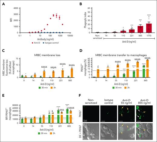 Anti-D triggers macrophage-mediated erythrocyte membrane loss consistent with macrophage trogocytosis. (A) Binding of RhD-specific pIgG (anti-D, WinRho SDF) to RhD+-human RBCs (RhD+ hRBCs) was performed by incubation of 5 × 106 RhD+ hRBCs with 50 μL of anti-D solutions yielding anti-D concentrations from 1770 ng/mL to 0.86 ng /mL (0.885-0.0004 IU), or with a mix of human IgG subclasses as an isotype control. Later, the RBCs were incubated with AF647-labeled anti–human IgG and analyzed by flow cytometry. MFI of the RBCs was determined. (B) THP-1-CD16A macrophages were stimulated with RhD+ hRBCs sensitized with anti-D, with the isotype control or nonsensitized for 30 minutes at 37°C and 5% CO2. External, nonphagocytosed RBCs were removed by hypotonic lysis. Brightfield microscopy images of macrophages from each condition were captured. The phagocytic index was calculated as the number of RBCs engulfed per 100 macrophages. Data represents the mean ± SEM of 4 independent experiments with the total number of data points per group equaling n = 5 to 11. (C) RhD+-human RBCs were fluorescently labeled with PKH67 (PKH67+ RhD+ hRBCs) and sensitized with different concentrations of anti-D as indicated. Nonsensitized PKH67+RhD+ hRBCs (0 ng/mL) or sensitized with isotype control were used as controls. Sensitized and nonsensitized PKH67+RhD+-hRBCs were incubated with or without THP-1-CD16A macrophages for 30 minutes and 3 hours at 37°C and 5% CO2. Later, RBCs were recovered from each condition and the residual external RBCs attached outside of macrophages were lysed. MFI of the PKH67 signal of the PKH67+RhD+-hRBC recovered after incubation in the presence vs absence of macrophages were analyzed by flow cytometry. The quantity of RBC membrane loss was measured as a percentage of the MFI of the PKH67 signal from RBCs that had been incubated with macrophages to the MFI of RBCs without macrophages. Data represent the mean ± SEM of 3 independent experiments with 2 replicates per condition. (D-E) THP-1-CD16A macrophages incubated with nonsensitized vs sensitized RBCs were also analyzed by flow cytometry, and (D) the percentage of the PKH67+ macrophages and (E) the MFI of PKH67 signal in the PKH67+ macrophage gate was determined. The dotted and dashed lines represent background fluorescence of macrophages incubated with isotype control sensitized RBC at 30 minutes and 3 hours, respectively. (F) THP-1-CD16A macrophages were seeded on coverslips for 2 days. Later, macrophages were stimulated with PKH67+RhD+-hRBCs sensitized with anti-D at the indicated concentrations, nonsensitized, or sensitized with isotype control. After 3 hours of incubation, excess RBCs were washed away, and external RBCs were lysed followed by fixation. Images from each condition were taken on a Quorum multimodal imaging system (spinning disk confocal) at original magnification ×63 objective oil immersion (numerical aperture 1.47). Scale bar = 10 μm. Statistical analyses of the data represented in the graph of panel B were performed by Kruskal-Wallis test with Dunn multiple comparisons post hoc test, by two-way ANOVA with Sidak multiple comparisons post hoc test for data in the graph of panel C, and Dunnett multiple comparisons post hoc test for the graph of panels D and E. Significant differences to the control group (nonsensitized) at 30 minutes and 3 hours are indicated with ∗ and & respectively. (∗P = .05; ∗∗P = .01; ∗∗∗P = .001; ∗∗∗∗P = .0001; &P = .05; &&&P = .001; &&&&P = .0001).