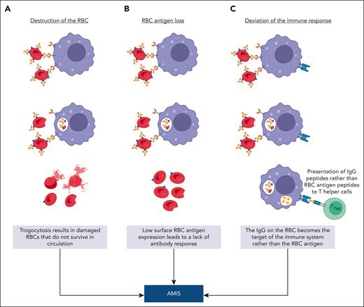 Hypotheses explaining AMIS-induced RBC antigen loss via trogocytosis. (A) Destruction of the RBC: IgG-sensitized RBCs interact with immune cells (macrophages, B cells, neutrophils, and dendritic cells), which strip the antigen-antibody complex from the surface of the RBC along with RBC membrane resulting in extensive cell damage. (B) RBC antigen loss: IgG-sensitized RBCs undergo trogocytosis-induced antigen loss by an immune cell (macrophages, B cells, neutrophils, and dendritic cells), resulting in circulating RBCs with an antigen level below that needed for an immune response. (C) Deviation of the immune response: IgG-sensitized RBCs engage with an antigen presenting cell (macrophages, dendritic cells, or B cells), resulting in the internalization of the IgG-antigen complex with peptides from both the antigen and IgG, which compete for display on major histocompatibility complex class II. Under AMIS conditions, the IgG peptides preferentially undergo antigen processing and presentation to T helper cells. This figure was created with BioRender.com.