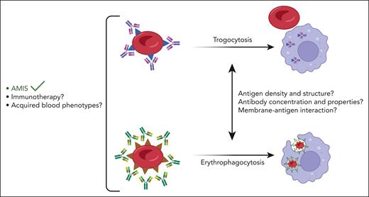 Anti-erythrocyte antibodies, for AMIS and potentially in the context of immunotherapies or acquired blood phenotypes, bind their corresponding RBC antigens and either induce trogocytosis-mediated antigen loss or lead to phagocytic clearance of IgG-sensitized RBCs by macrophages. This balance may be controlled by several factors including antigen density and structure at the membrane, antibody concentration and biological properties, and the interaction of the antigen with membrane proteins. The figure was adapted from the visual abstract in the article by Cruz-Leal et al that begins on page 807.